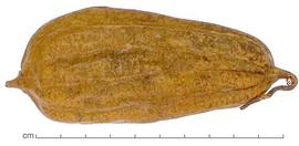   Fruit:   Luffa acutangula ; Photo by Lyndon Photography, Dried Botanical ID
